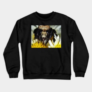 Large bumblebee gathering food on a flower Crewneck Sweatshirt